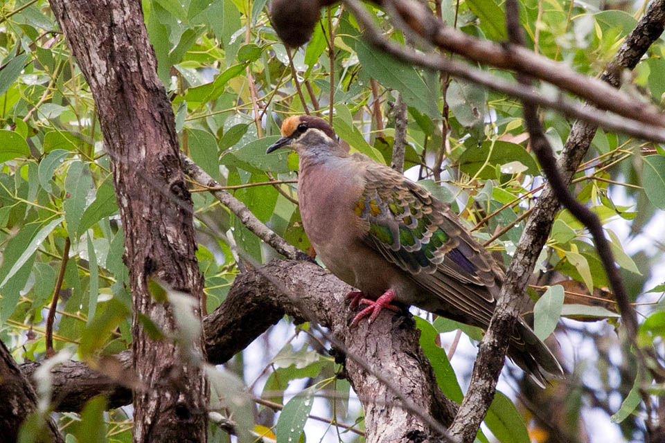 Common Bronzewing (Phaps chalcoptera)